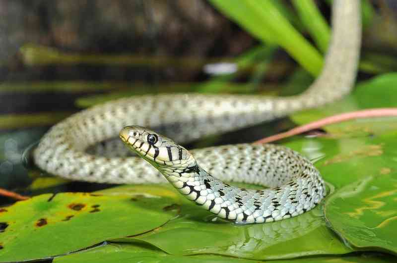 grass snake - reptiles with detailed facts including diet, lifespan, weight and habitat information